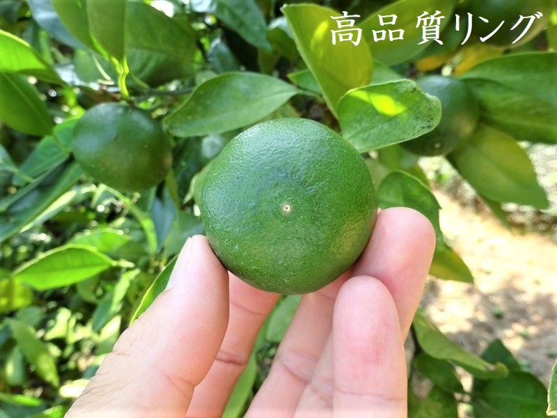 みかん高品質