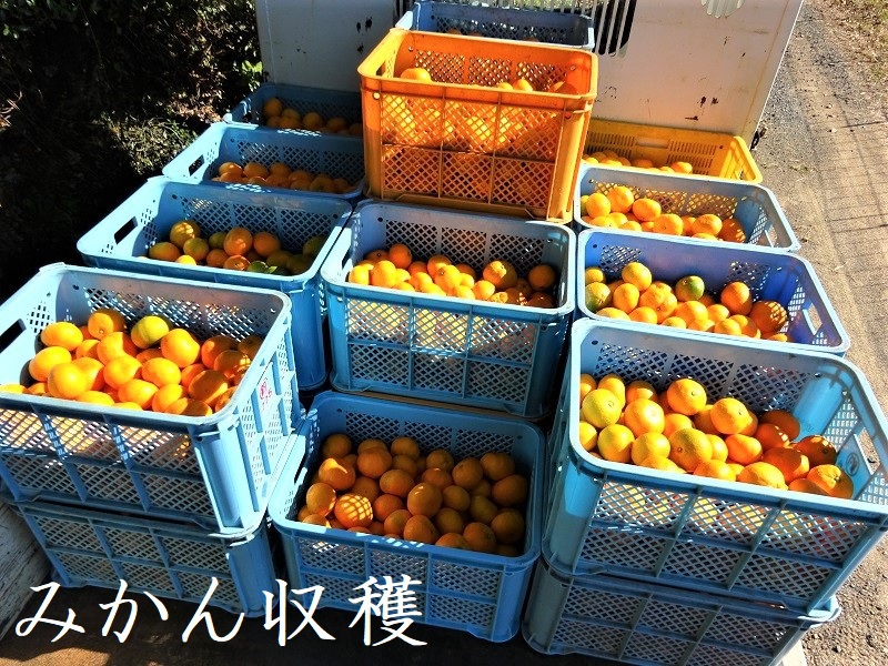 みかん収穫