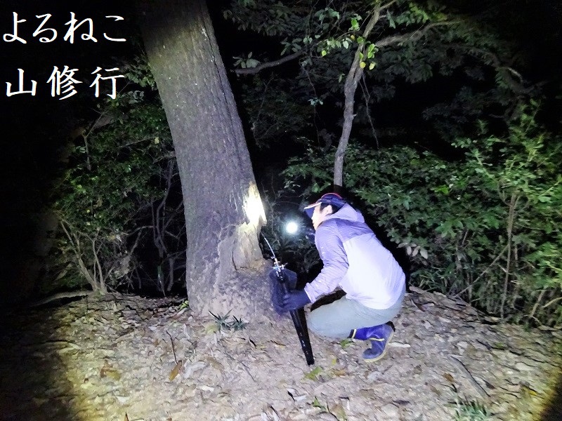 クヌギ大木