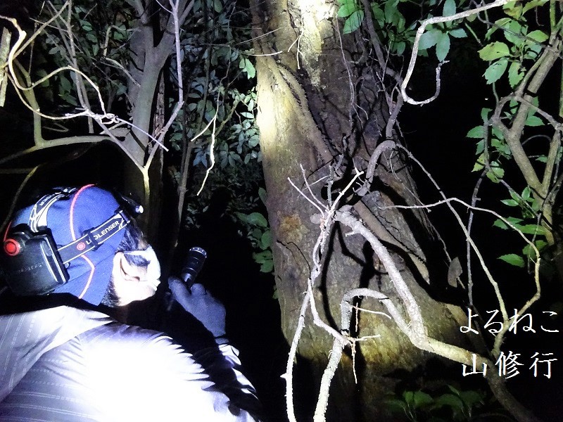 夜の雑木林
