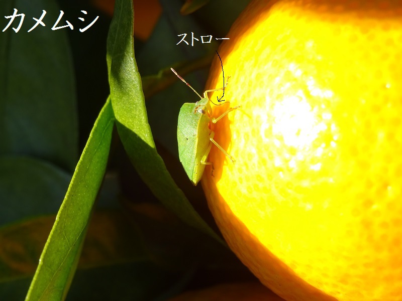カメムシ害虫
