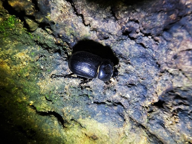 コカブトムシ