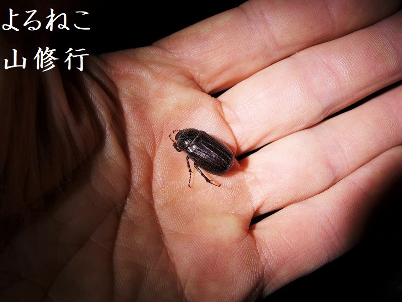 クロコガネ
