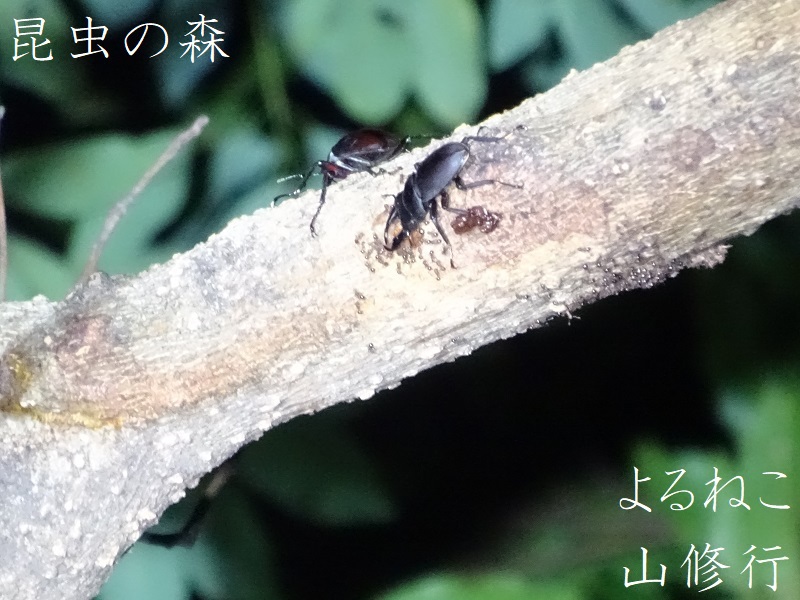 赤塚山公園　コクワガタ