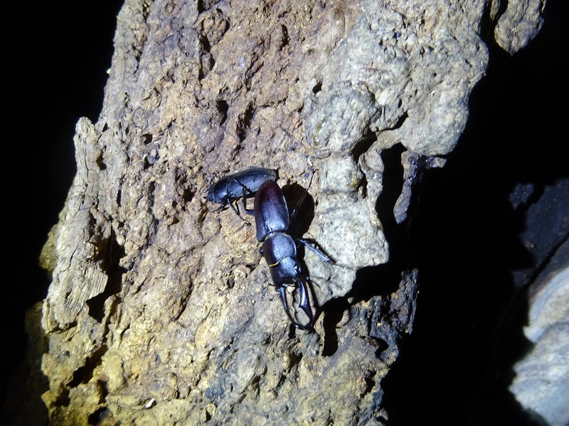 コクワガタ