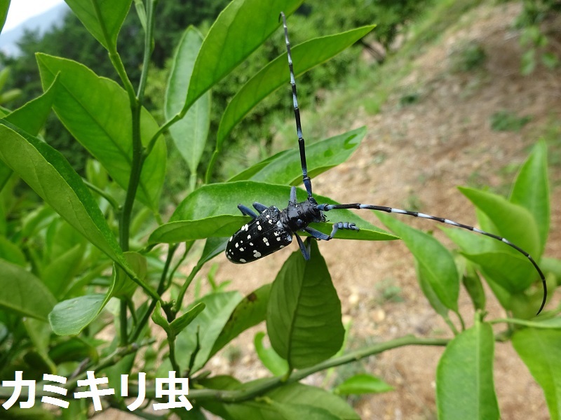 みかんの害虫 ゴマダラ オスとメスの区別は簡単です オス成虫に気を取られて メス成虫を見逃さないようにしたいですね