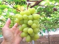 “浜松市ぶどうのおうち”大粒のぶどうがたくさんです。ぶどう狩りもいいですね！