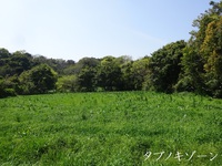 防風林タブノキ“ノコギリ70血統”確かめるのみ