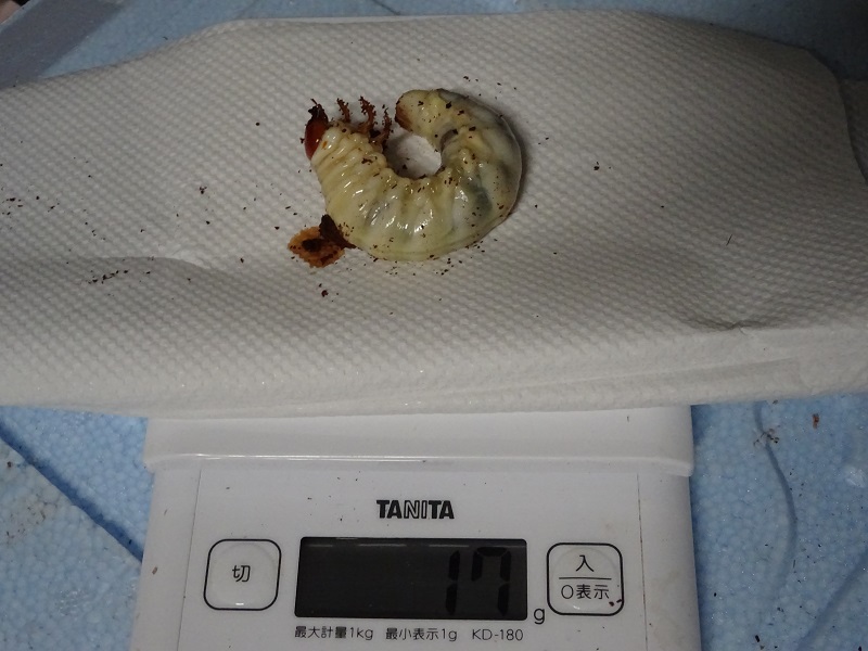 ミヤマクワガタ幼虫