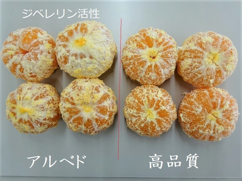 みかん調査