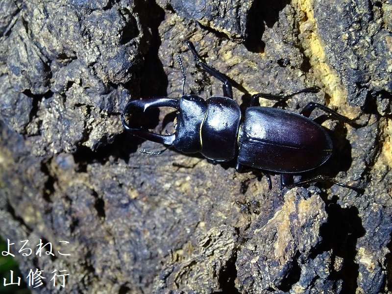 夜の昆虫採集 夏の初めから終わりまで長期間にわたり活動する小型のクワガタはコクワガタ しかも長寿