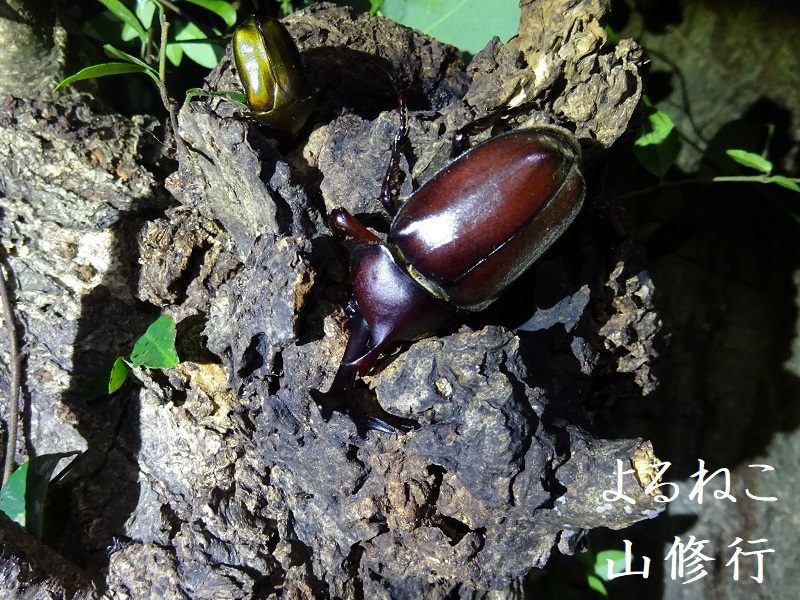 夜の昆虫採集 令和元年カブトムシ少ない 単発が多い気がする