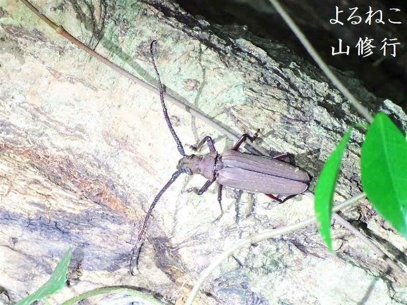 ウスバカミキリ