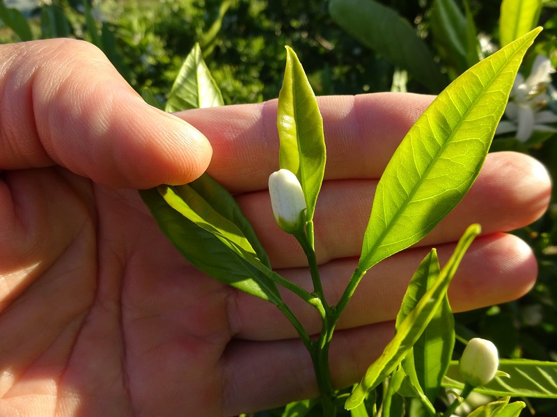 みかんの花 じっくり充実の有葉花 花弁はきれいに落ちる