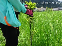 【徳島県】ホルモン活性“一本仕立て”支柱に結ぶ
