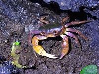 “秋の昆虫採集”クワガタではなくサワガニでした。引っ越しの秋？