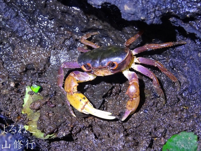 秋の昆虫採集 クワガタではなくサワガニでした 引っ越しの秋