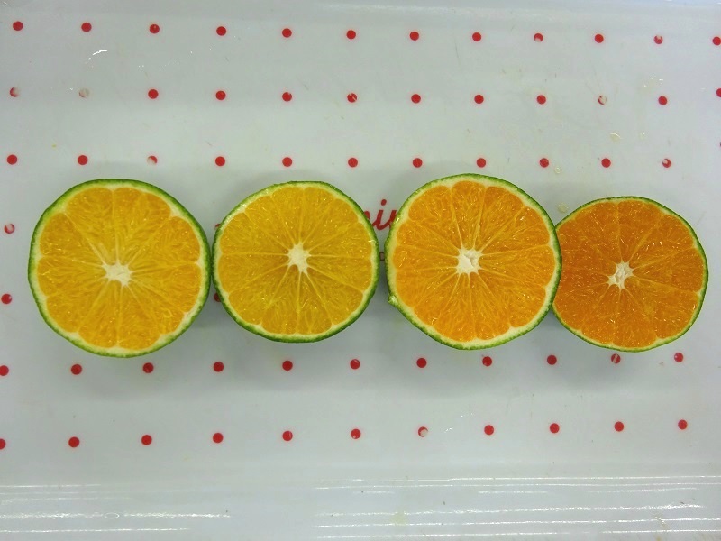 みかんの輪切り