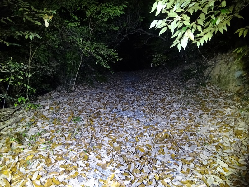 秋の雑木林