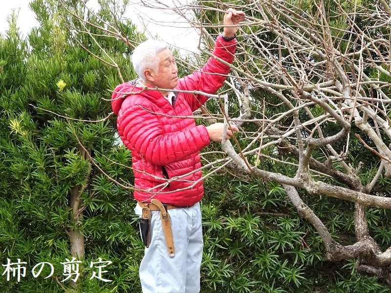 柿の剪定