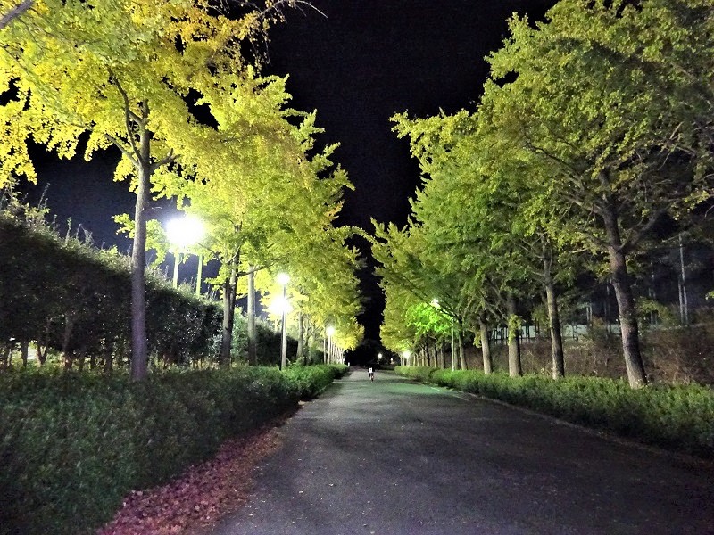 愛知県岩田運動公園　銀杏並木