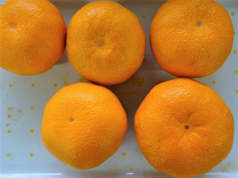 青島みかん