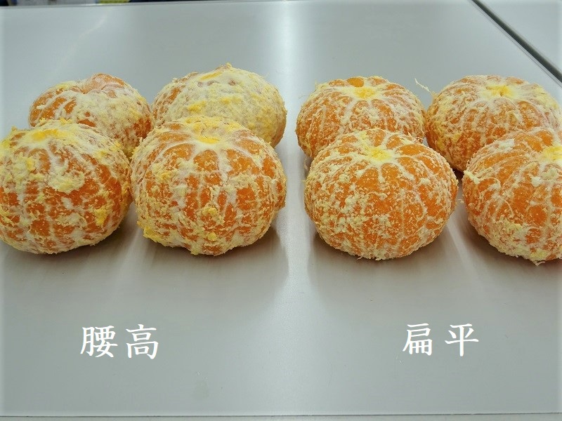 みかん高品質