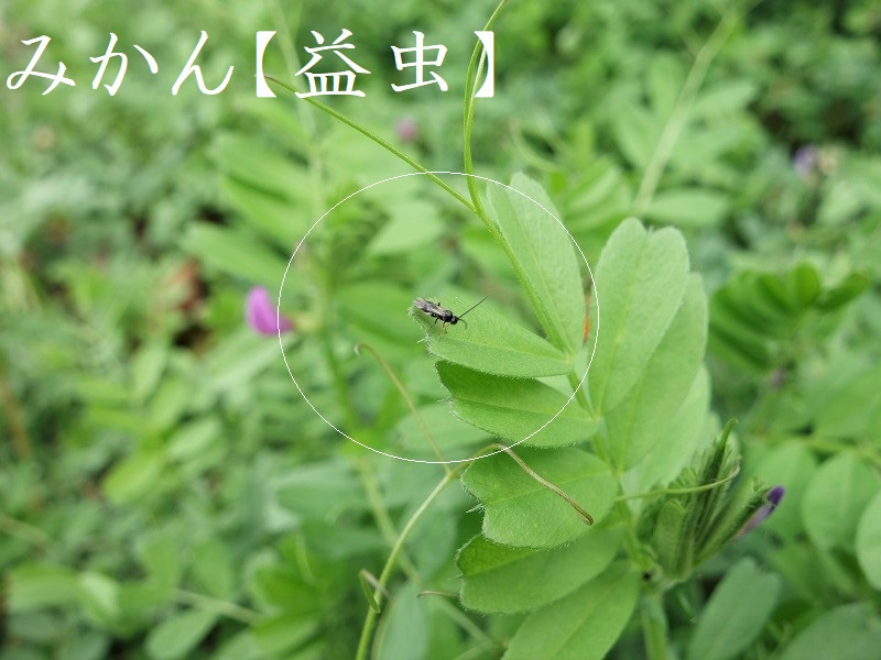 みかん 益虫 農作物を害虫から守る 寄生バチ