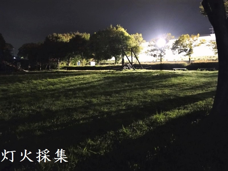 灯火採集【クワガタ】
