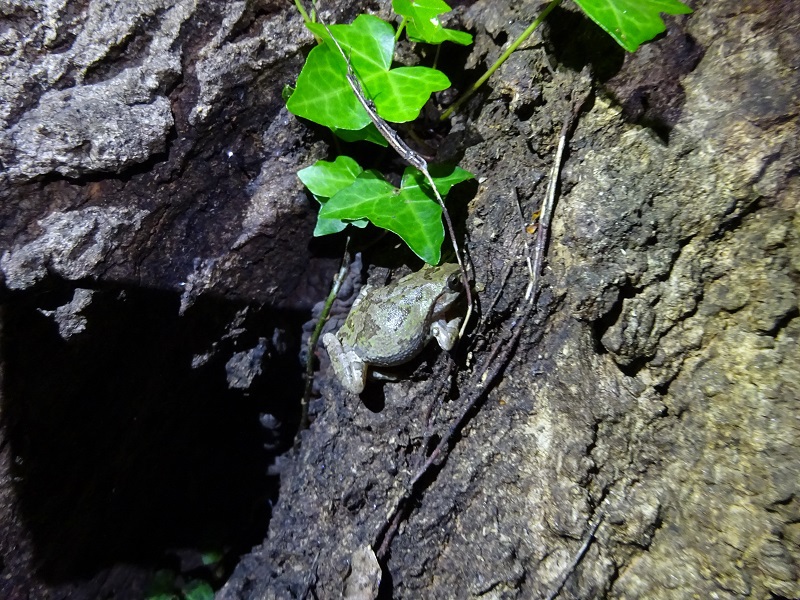 夜の昆虫採集”樹液酒場を目指して樹皮模様に擬態したアマガエル動く。カエルも虫捕り？