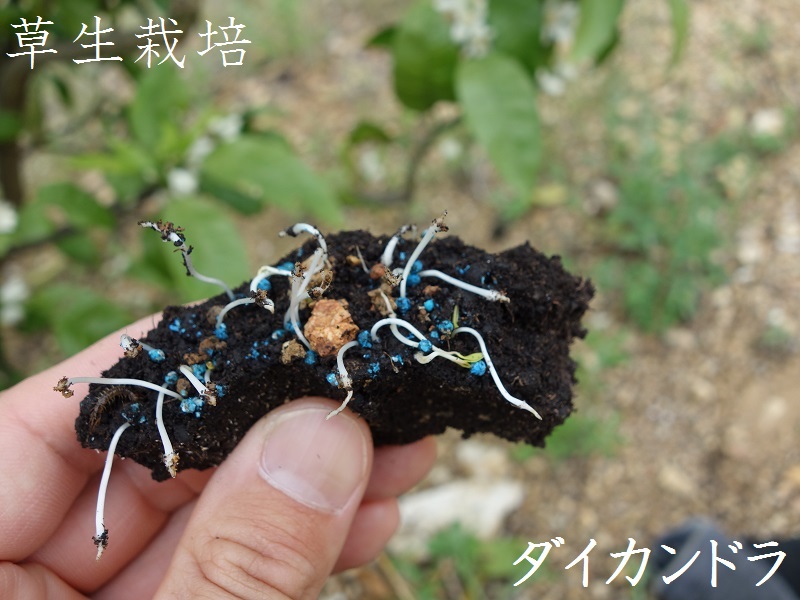 草生栽培”土壌流亡防止と高温・乾燥対策としてお勧め！2号園へ