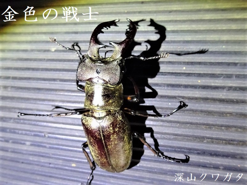 金色』に“磨きをかけて”いよいよ登場。でも温暖化には弱い