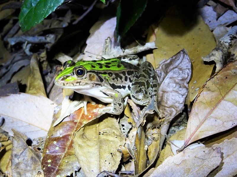 準絶滅危惧種】環境の激変により年々減少“カエルの殿様”ふと足元に現れる