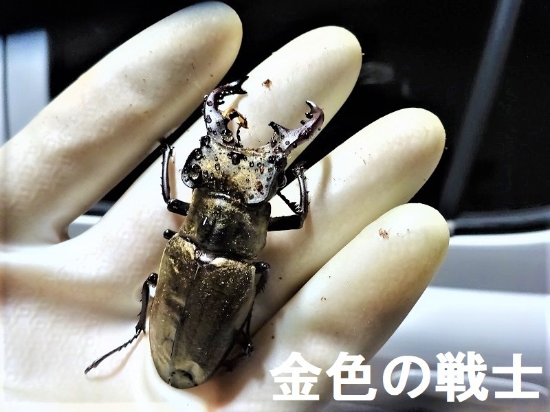 ミヤマクワガタ羽化 に成功 成虫も幼虫も水管理が大切です いつかギネスサイズに挑戦