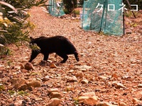 “クロネコ”クマのような体格でゆったりパトロール。