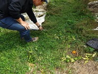 【草生栽培】土壌流亡防止“クラピア”肥料効果も高める！