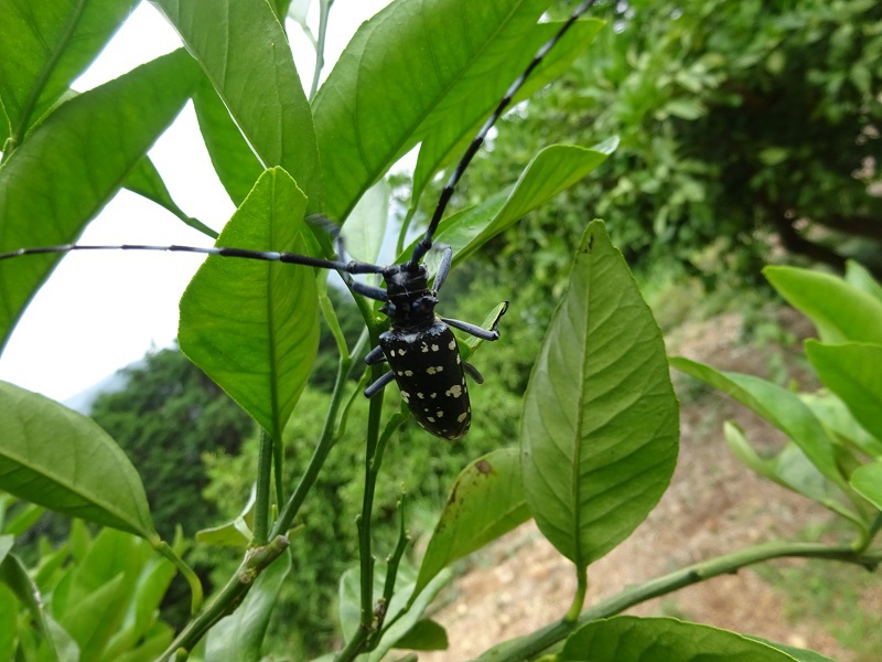 ゴマダラカミキリ