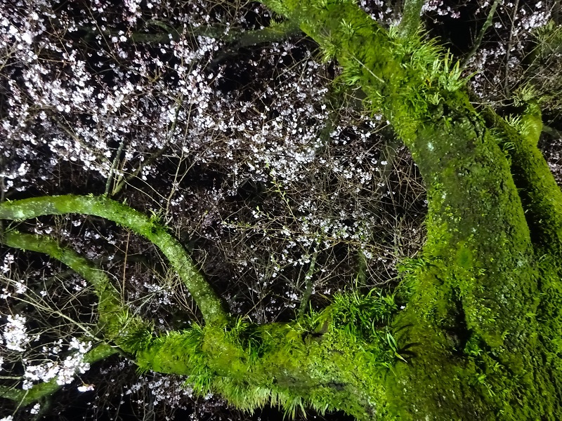 本坂の桜