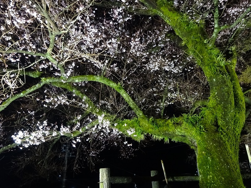 橘逸勢神社