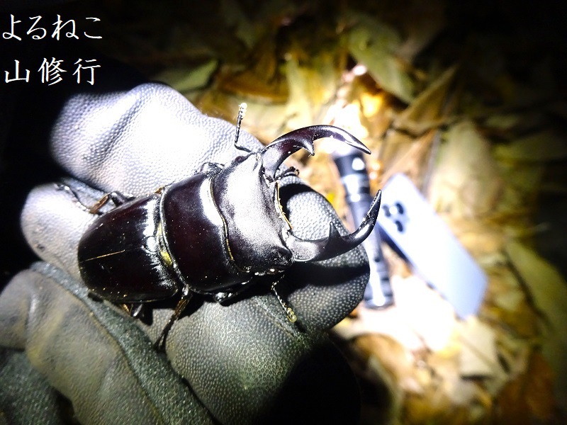 R6昆虫採集】遂に撮れた“天然オオクワガタ”これは事件です！