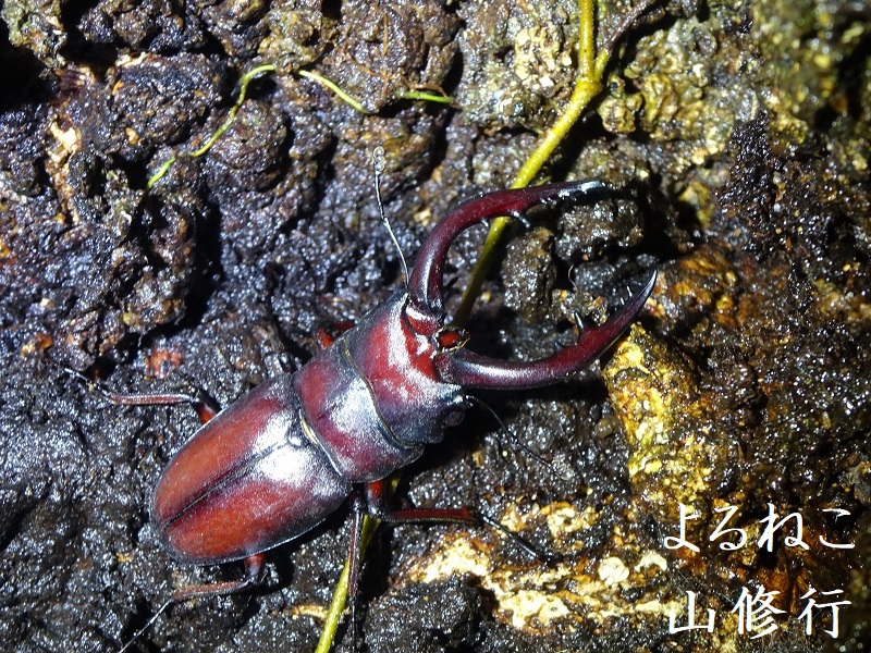 雨上がり昆虫採集】足元から樹上部“ノコギリ多数”守備範囲広く！