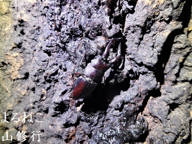 11月昆虫採集】アベマキ樹液“ノコギリクワガタ”季節感狂う