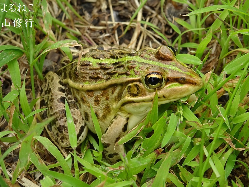 食欲の秋】