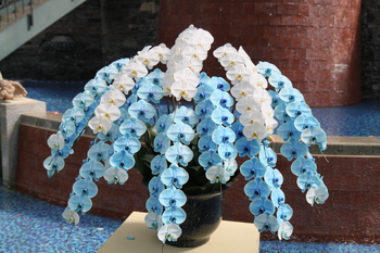浜名湖花博2014＠フラワーパーク
