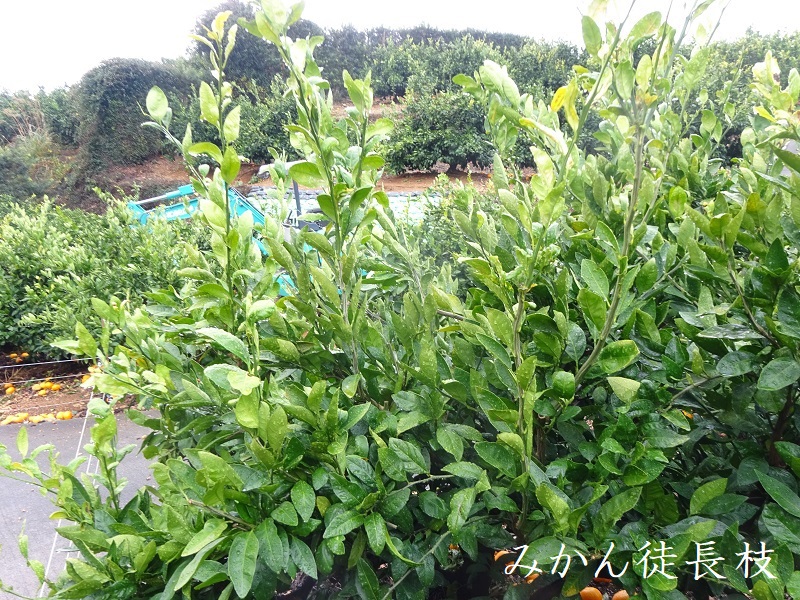 みかん徒長枝