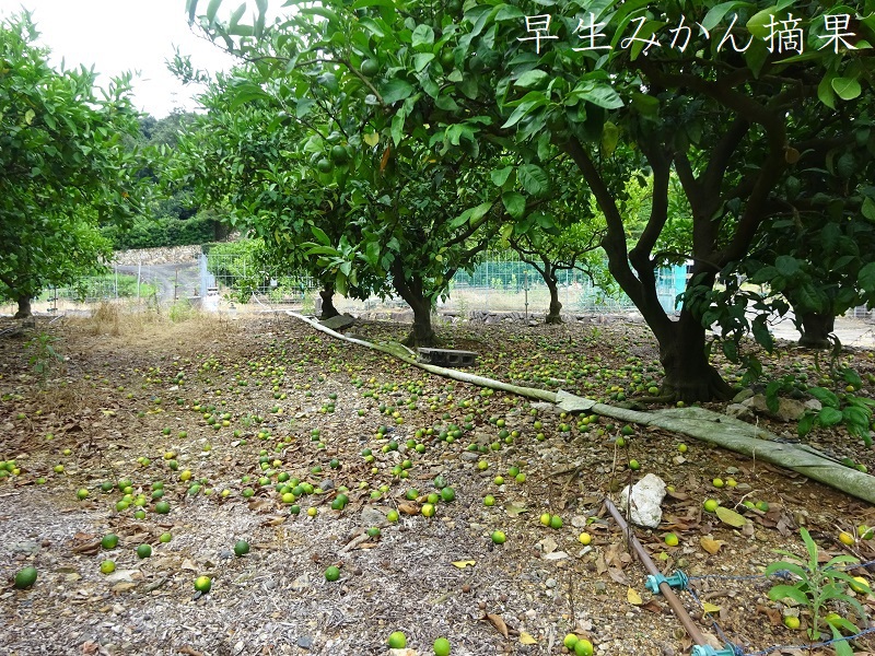 早生みかん摘果