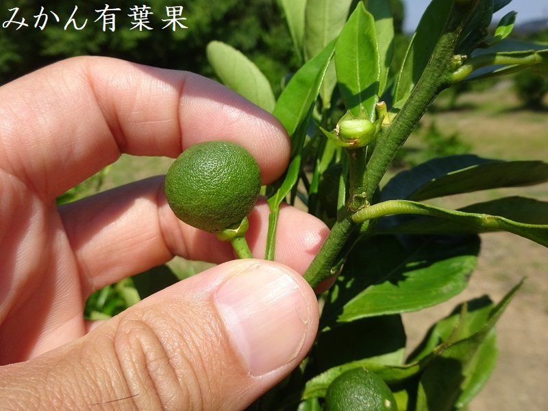 みかん有葉果