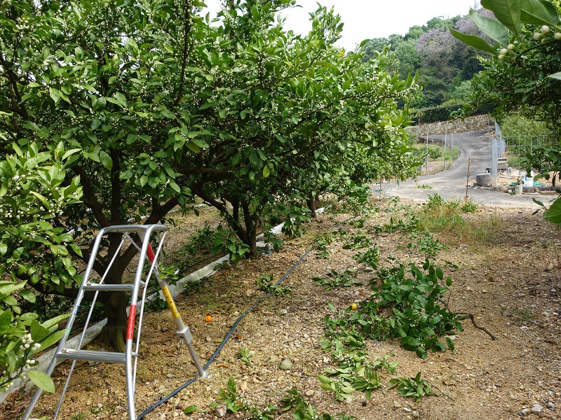 花減らし剪定