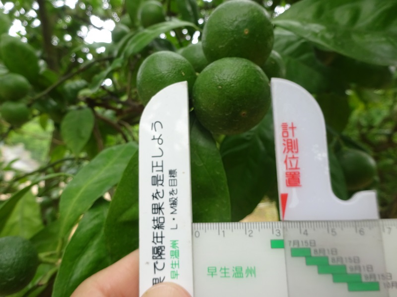 みかん摘果