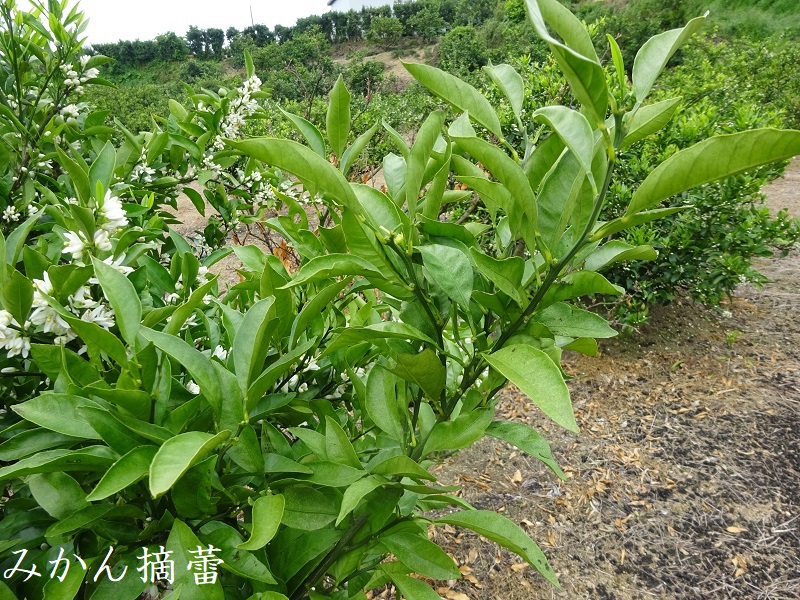 みかん摘蕾